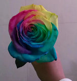 25pc RAINBOW ROSE SEEDS Garden Plant Flower rare exotic USA seller FREE shipping Garden Plants