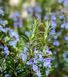 50+ Rosemary seeds - 50 Seeds | Culinary Perennial Garden Container USA SELLER Garden Plants
