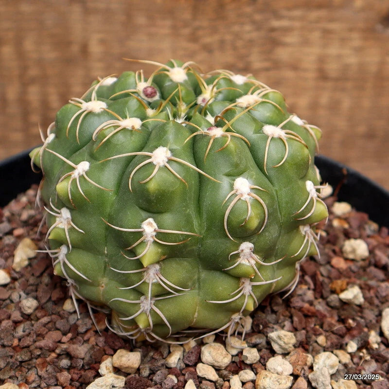 Gymnocalycum denudatum cactus in pot, round green body with pale spines