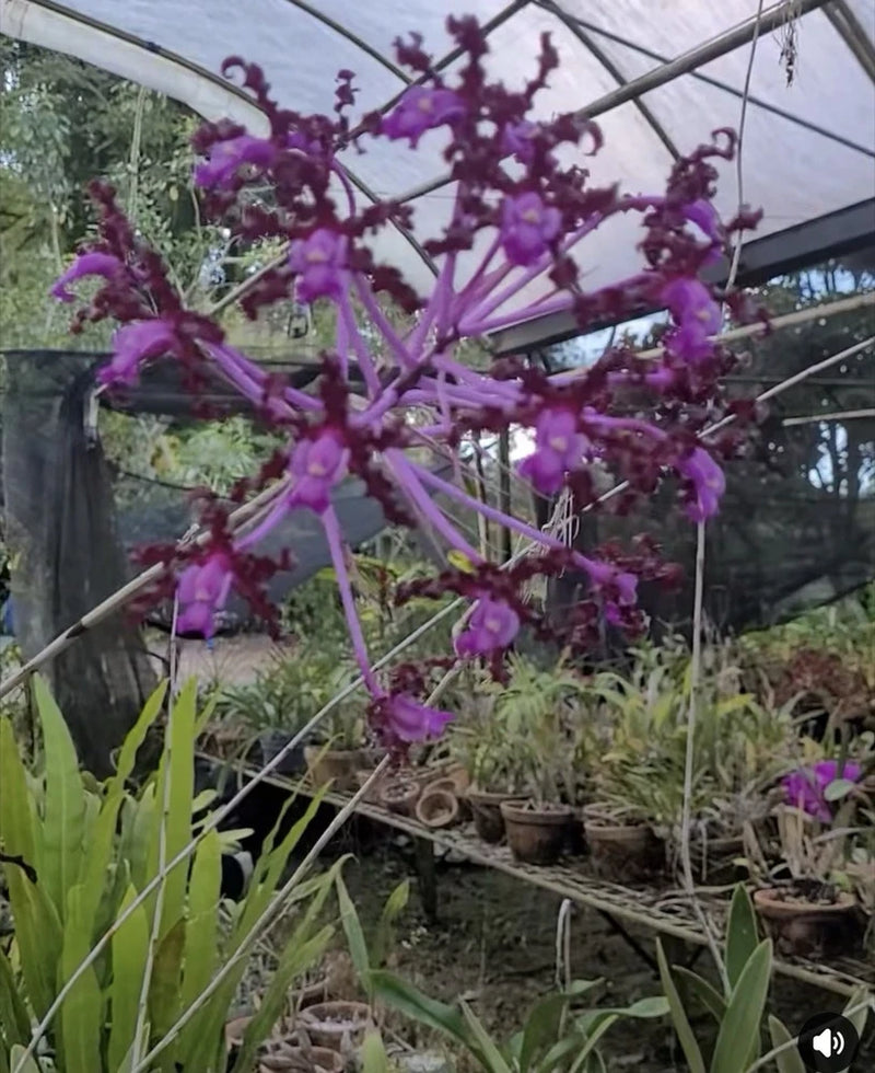 Purple orchid plant with clustered star-shaped blooms on branching stems, potted