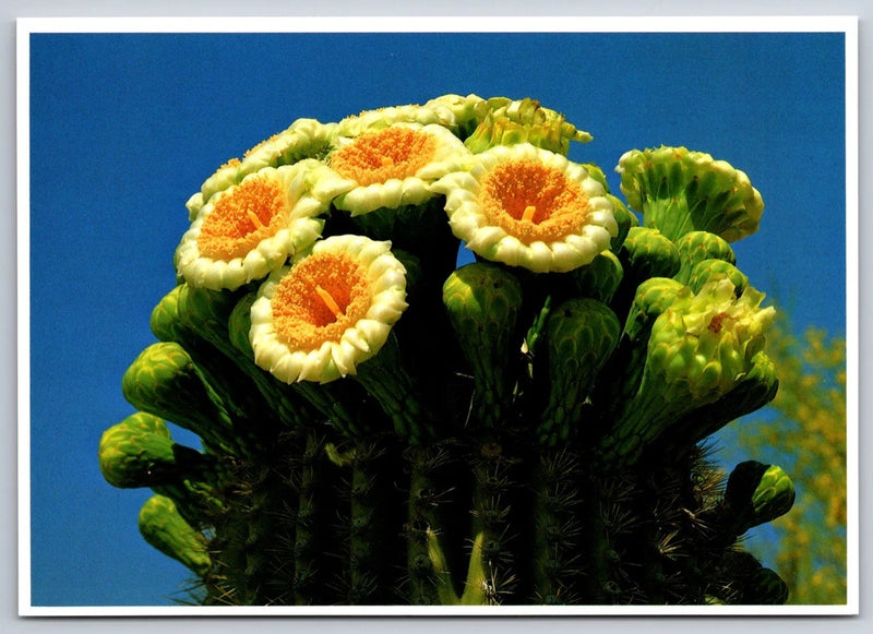 Postcard Yellow Closeup Flowering Plant Thorns Spines Prickles Cactus #2058 Flowering Plants