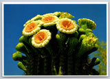 Postcard Yellow Closeup Flowering Plant Thorns Spines Prickles Cactus #2058 Flowering Plants