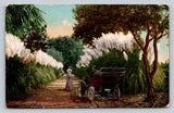 c1910 Man Woman Car Dirt Road Pampas Grass  California P807 Pampas Grass