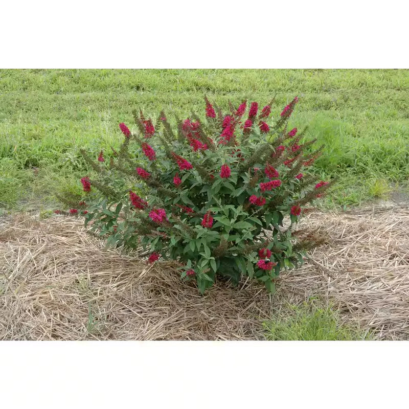 Proven Winners Butterfly Bush Live Plant Miss Molly Pink Flower Shrub Qt Flowering Plants