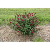 Proven Winners Butterfly Bush Live Plant Miss Molly Pink Flower Shrub Qt Flowering Plants