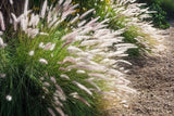Chinese Pennisetum Fountain Ornamental Grass Seeds - 50 Seeds, Perennial Pampas Grass
