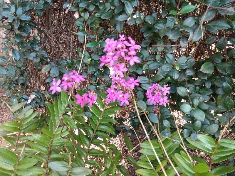 Lavender orchid plant with clusters of pink-purple star-shaped flowers