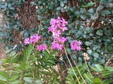 Epidendrum Orchids, 20pcs Lavender FREE SHIPPING Orchids