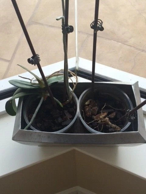 ORCHID PLANT ACCESSORIES PLANTER Orchids