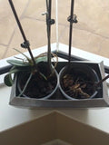 ORCHID PLANT ACCESSORIES PLANTER Orchids