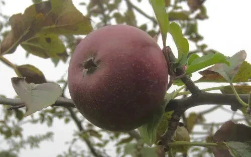 25+ Black Oxford Apple Seeds for Garden Planting - USA - FREE SHIPPING! Garden Plants