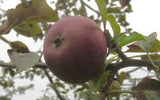 25+ Black Oxford Apple Seeds for Garden Planting - USA - FREE SHIPPING! Garden Plants
