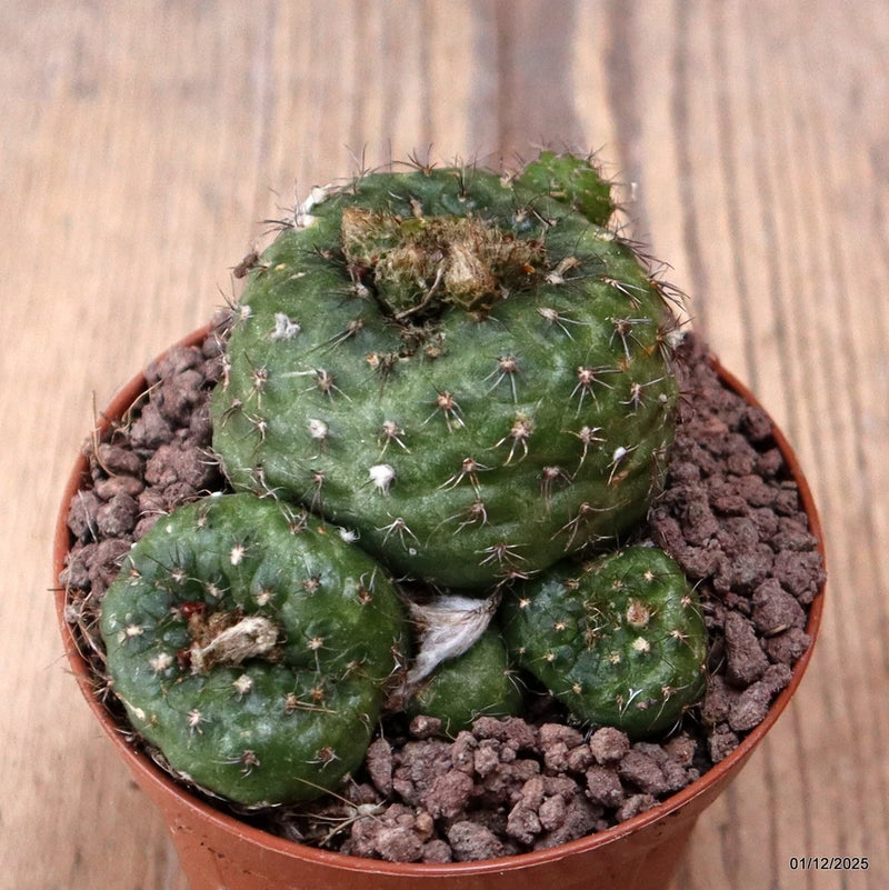 D7646 FRAILEA PERUMBILICATA pot8,5-H6-W8 cm MaMa Cactus Green Plant