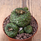 D7646 FRAILEA PERUMBILICATA pot8,5-H6-W8 cm MaMa Cactus Green Plant