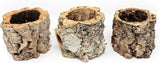 Natural Cork Bark Planters for Tillandsia Air Plants or Bromeliads Green Plant