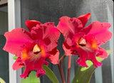 Rlc HeavenÕs Gate ÔCrystelleÕ AM X Carlos Magdiel Large Red Orchid Eros 5.5Ó Pot Orchids