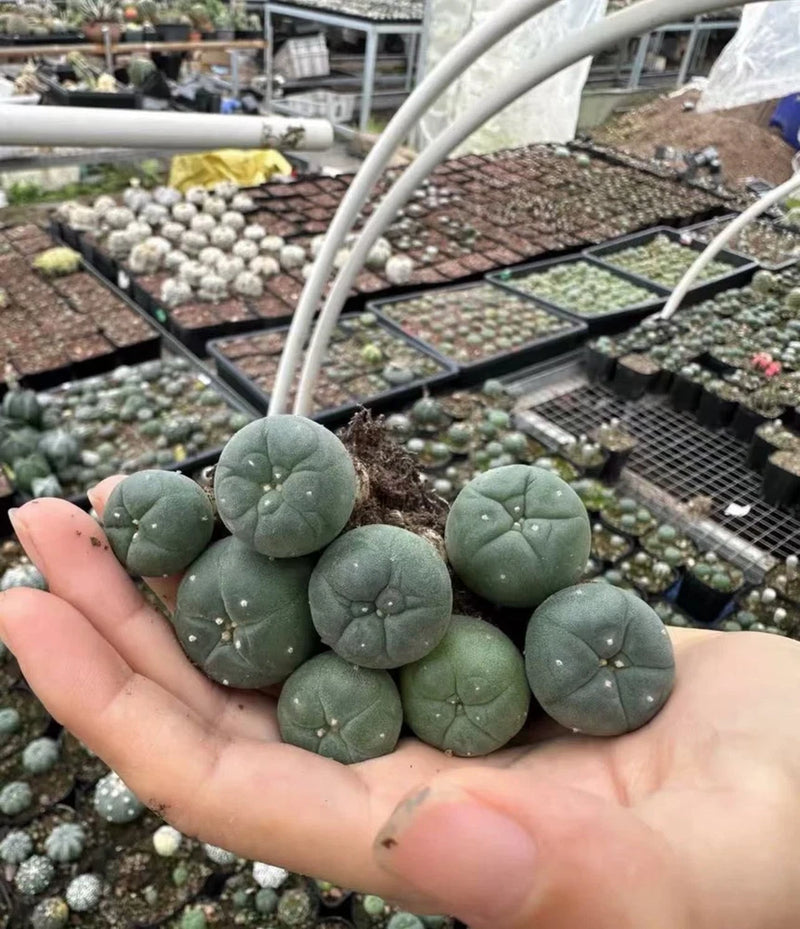 Small green succulent cactus plant cluster with round, padded leaves