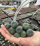 1PCS Succulent Cactus Plant Beautiful Cactus Garden DŽcor Boutique 2-3cm Garden Plants
