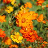 200+ Diablo Cosmos Seeds for Garden Planting - USA - FREE SHIPPING! Garden Plants