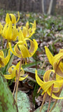 Trout Lily (Erythronium Americanum) | Bulbs Flowering Plants