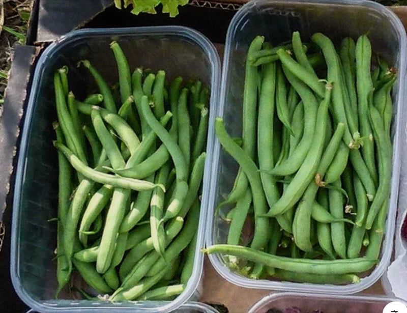 Fresh Tendergreen Improved Green Garden Bean Seeds, Bush, Stringless, 2026 ____ Garden Plants