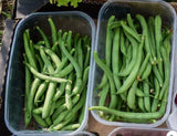 Fresh Tendergreen Improved Green Garden Bean Seeds, Bush, Stringless, 2026 ____ Garden Plants
