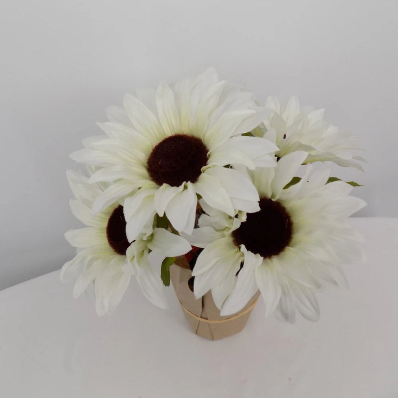 Cream faux sunflower potted plant with five white blooms and dark centers in small pot