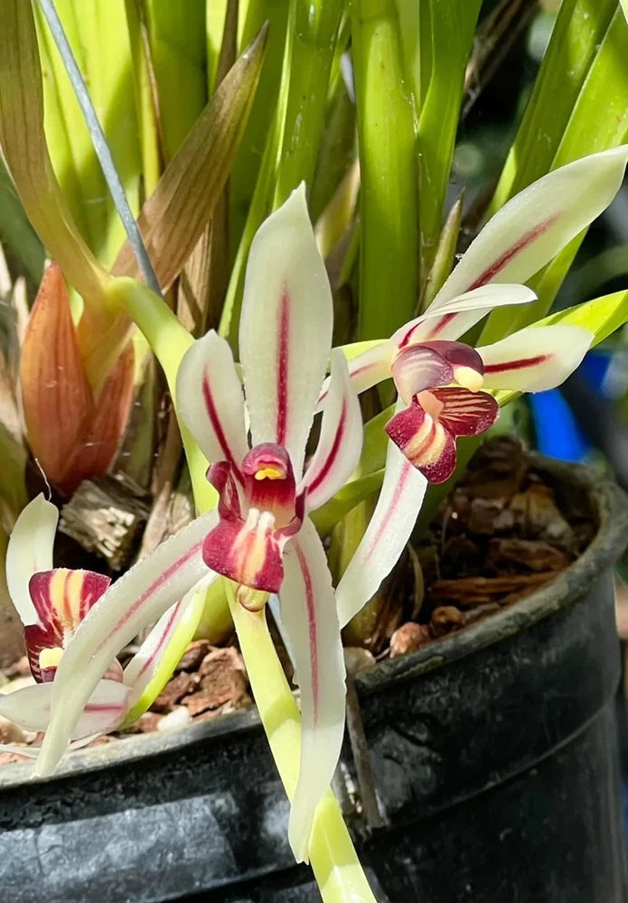Cymbidium dayanum orchid in 5-inch pot, white and burgundy flowers with green leaves