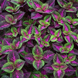 20pcs/pack coleus seeds Green purple coleus seeds garden plants Garden Plants