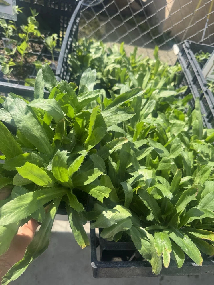 Culantro Live Plants 6 Packs Green Plant