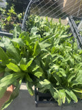 Culantro Live Plants 6 Packs Green Plant