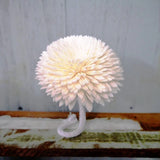 9 Chrysanthemum Sola Wood Diffuser Flowers 8 cm Dia. with Cotton Rope and A/W/S Carnation