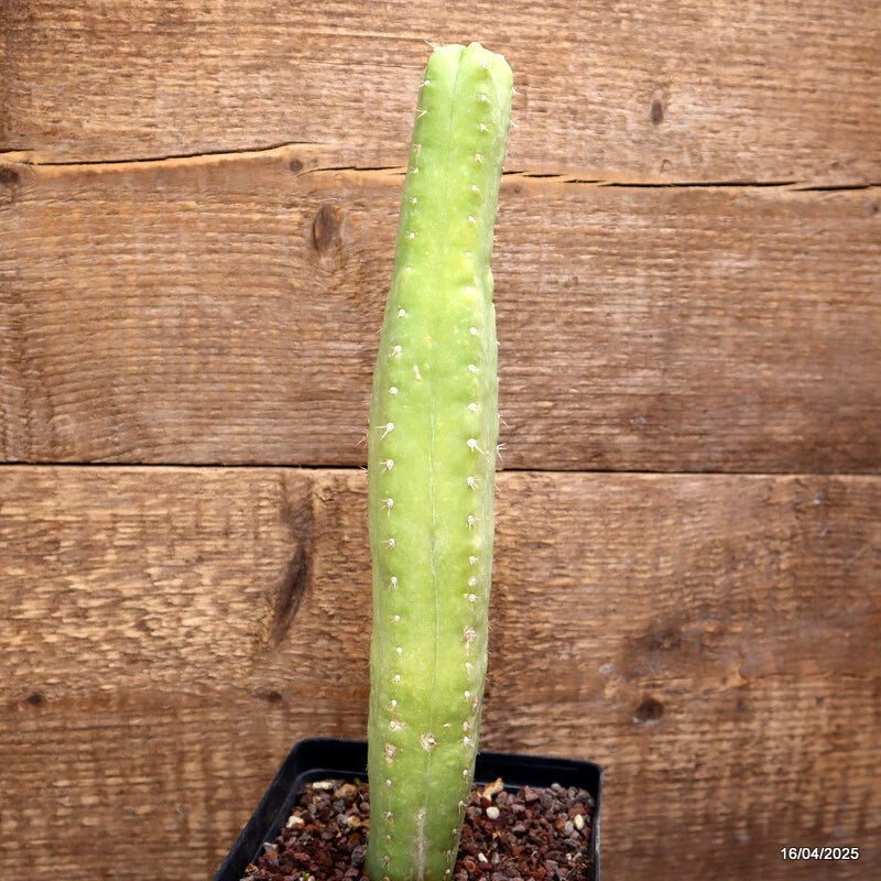 Potted columnar cactus plant with green stems in a black pot
