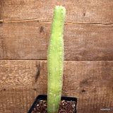 A8109 CEREUS PASACANA pot12-H28-W5 cm MaMa Cactus Green Plant
