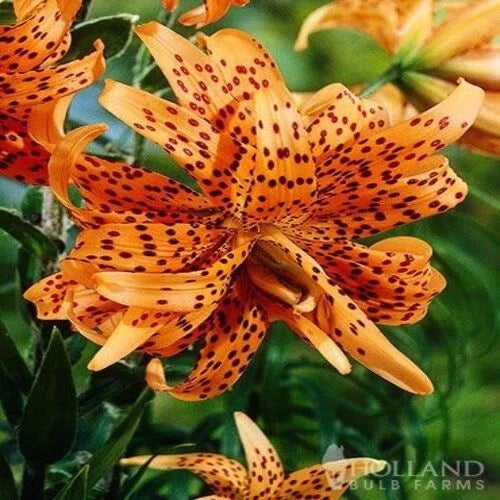 Tiger lily flower with orange petals and dark spots, full bloom close-up