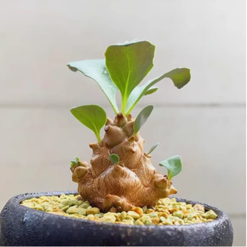 Othonna Herrei succulent plant in a round stone planter, green leaves and clustered brown stems