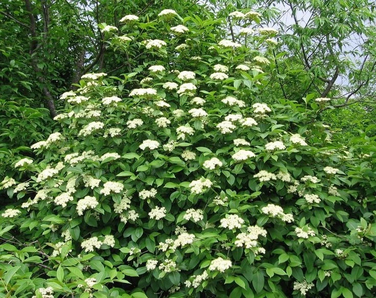 Viburnum Dentatum 2 Bare-root/ (Arrowwood Viburnum) Flowering Plants