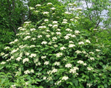 Viburnum Dentatum 2 Bare-root/ (Arrowwood Viburnum) Flowering Plants