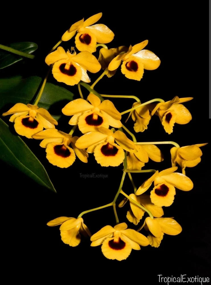 Live orchid with clusters of yellow flowers and dark maroon centers