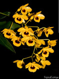 Dendrobium Chrysotoxum var. Suavissimum Honey scented fragrant live orchid Orchids