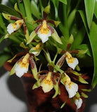 Cischweinfia Sheehaniae Fragrant Orchid Comes in 2