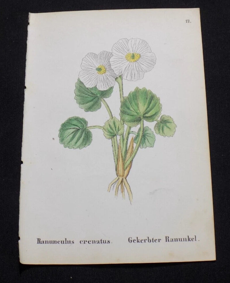 1867 Antique ALPINE FLOWER Print  / CRENOTE BUTTERCUP, or, RANUNCULUS CRENATUS Ranunculus