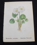 1867 Antique ALPINE FLOWER Print  / CRENOTE BUTTERCUP, or, RANUNCULUS CRENATUS Ranunculus