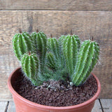 D7172 NEOBUXBAUMIA POLYLOPHA pot17-H12-W17 cm MaMa Cactus Green Plant
