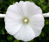 ROSE MALLOW WHITE Lavatera Trimestris - 1,000 Bulk Seeds Garden Plants
