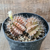 D5734 GYMNOCALYCIUM MIHANOVICHII pot14-H6-W12 cm MaMa Cactus Green Plant