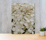 White Hydrangea Flower Bush 5mm thick Plastic Poster Ready to Hang 45x60cm Hydrangea