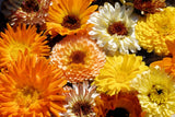 500 Mixed Colors FANCY MIX Pot MARIGOLD Calendula Officinalis Flower Seeds Flowering Plants
