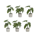 Melrose Assorted Foliage Plant in Grey Pot (Set of 6) Green Plant