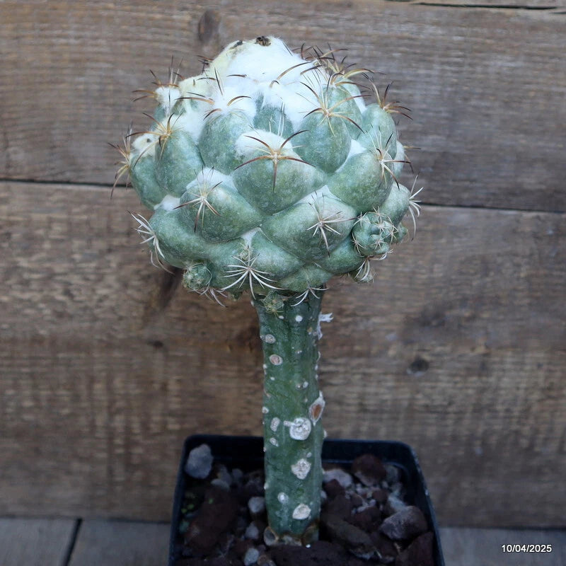 Grafted cactus plant in pot, green spiny round top on column stem